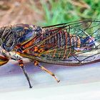 Cicadidae