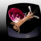 Cicala di mare