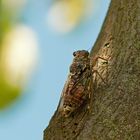 Cicala (Lyristes Plebejus)