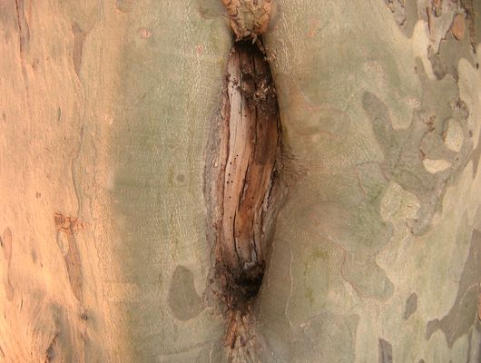 CICATRICES D'UN ARBRE 