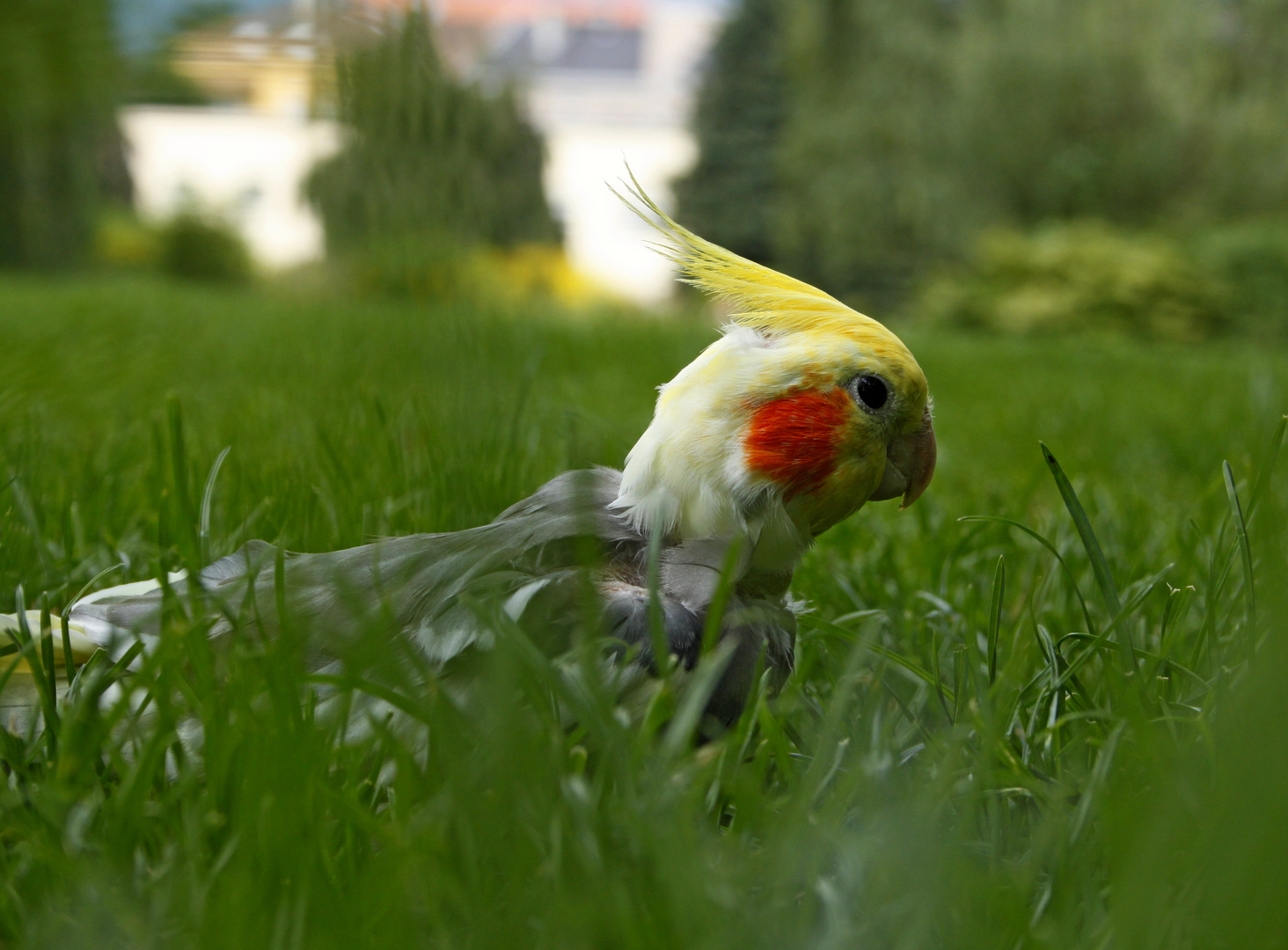 Cicero beim Spaziergang im Park