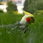 Cicero beim Spaziergang im Park