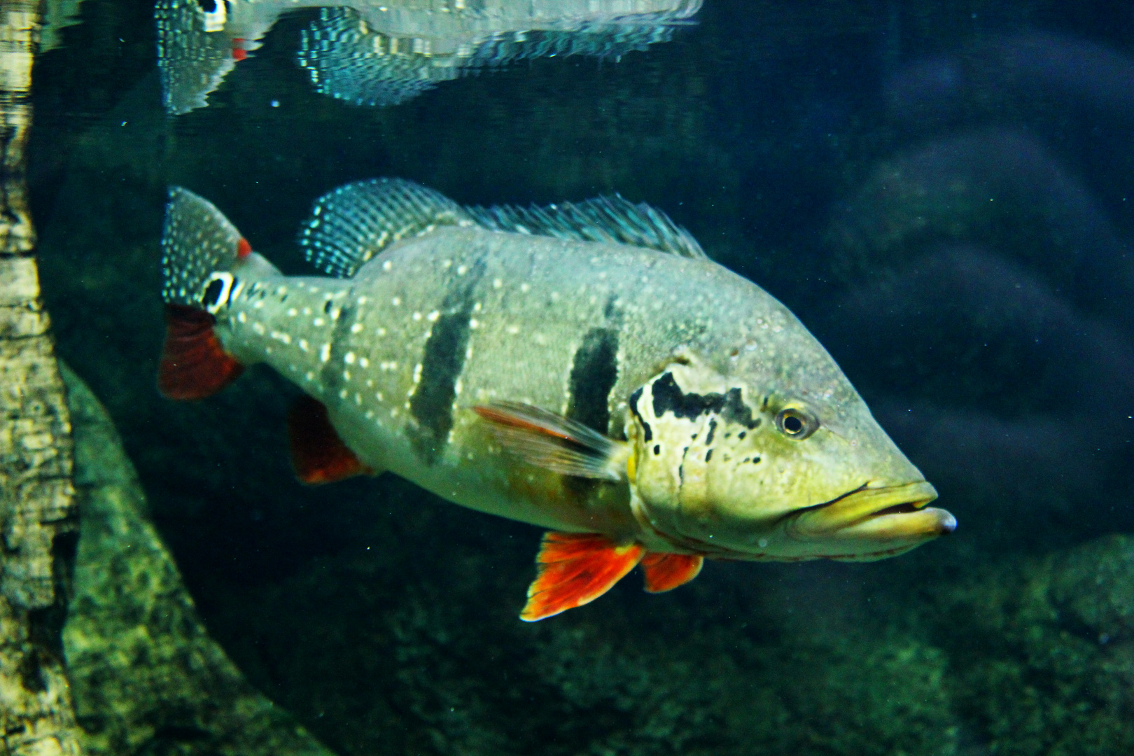 Cichla monoculus