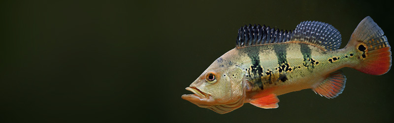 cichla monoculus