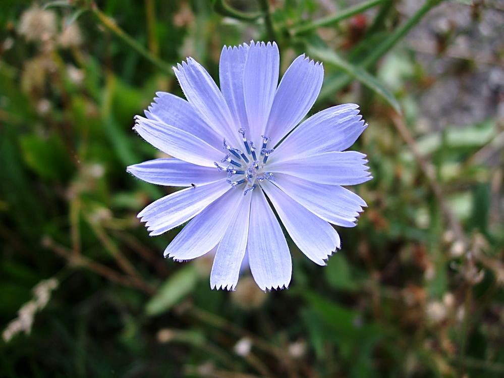 Cichorium intybus