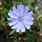 Cichorium intybus