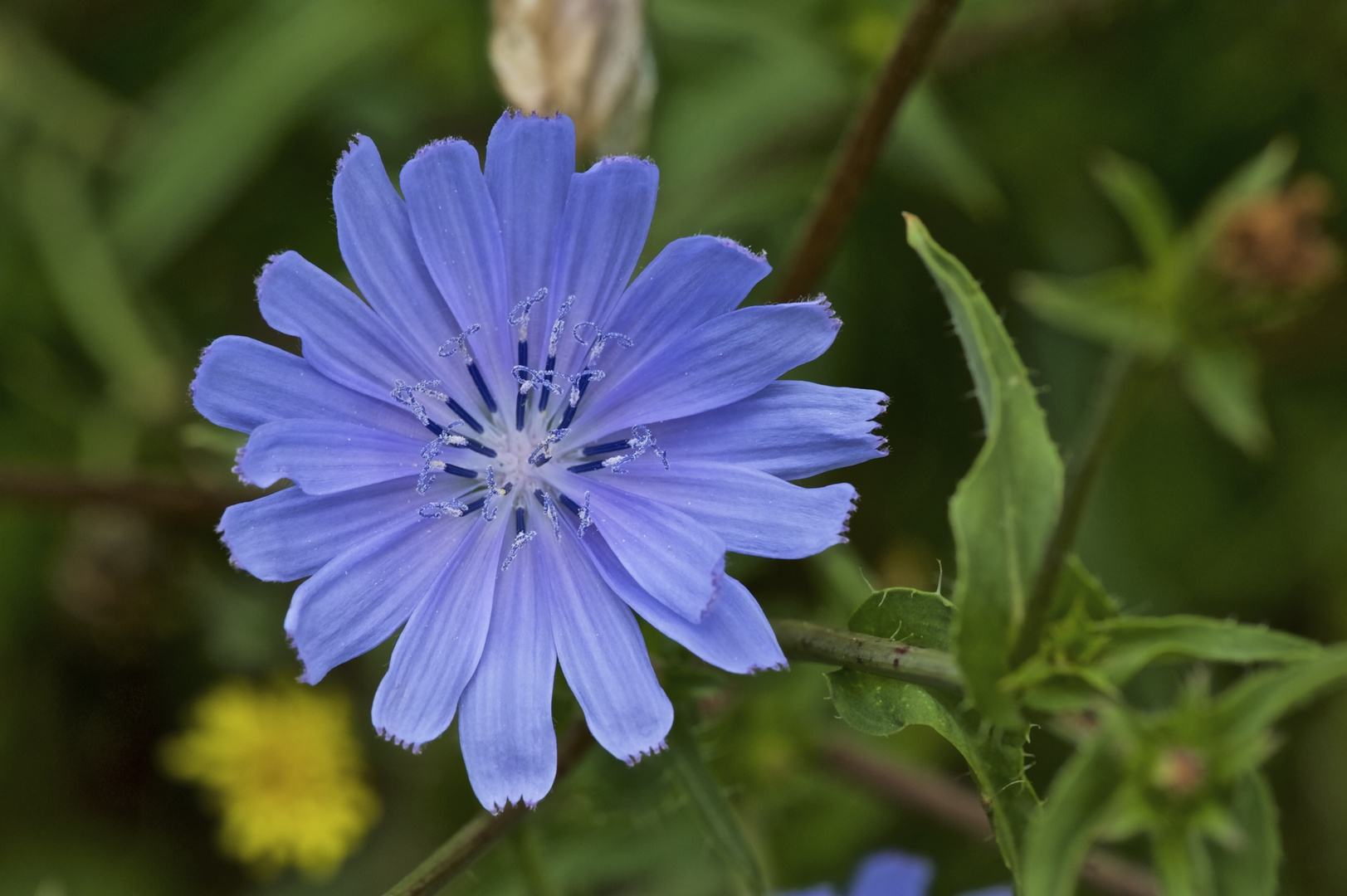 Cichorium intybus