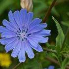 Cichorium intybus