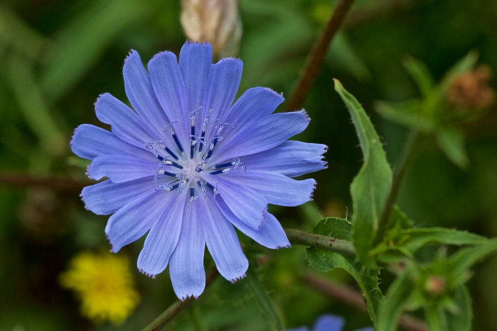 Cichorium intybus