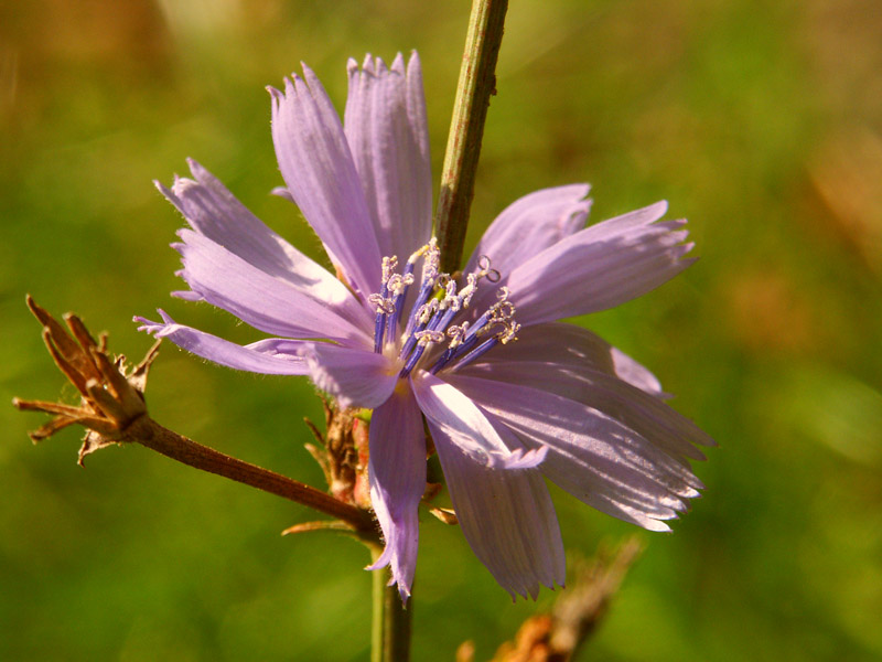 Cichorium intybus