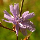 Cichorium intybus