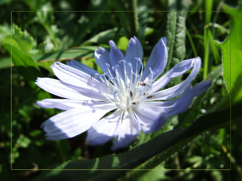 Cichorium intybus