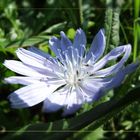 Cichorium intybus