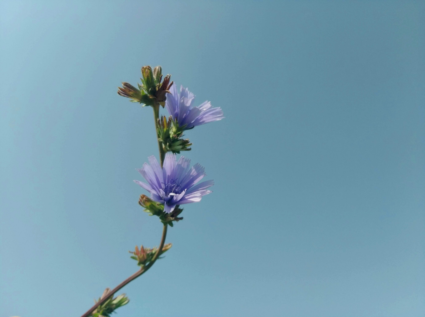 Cichorium intybus