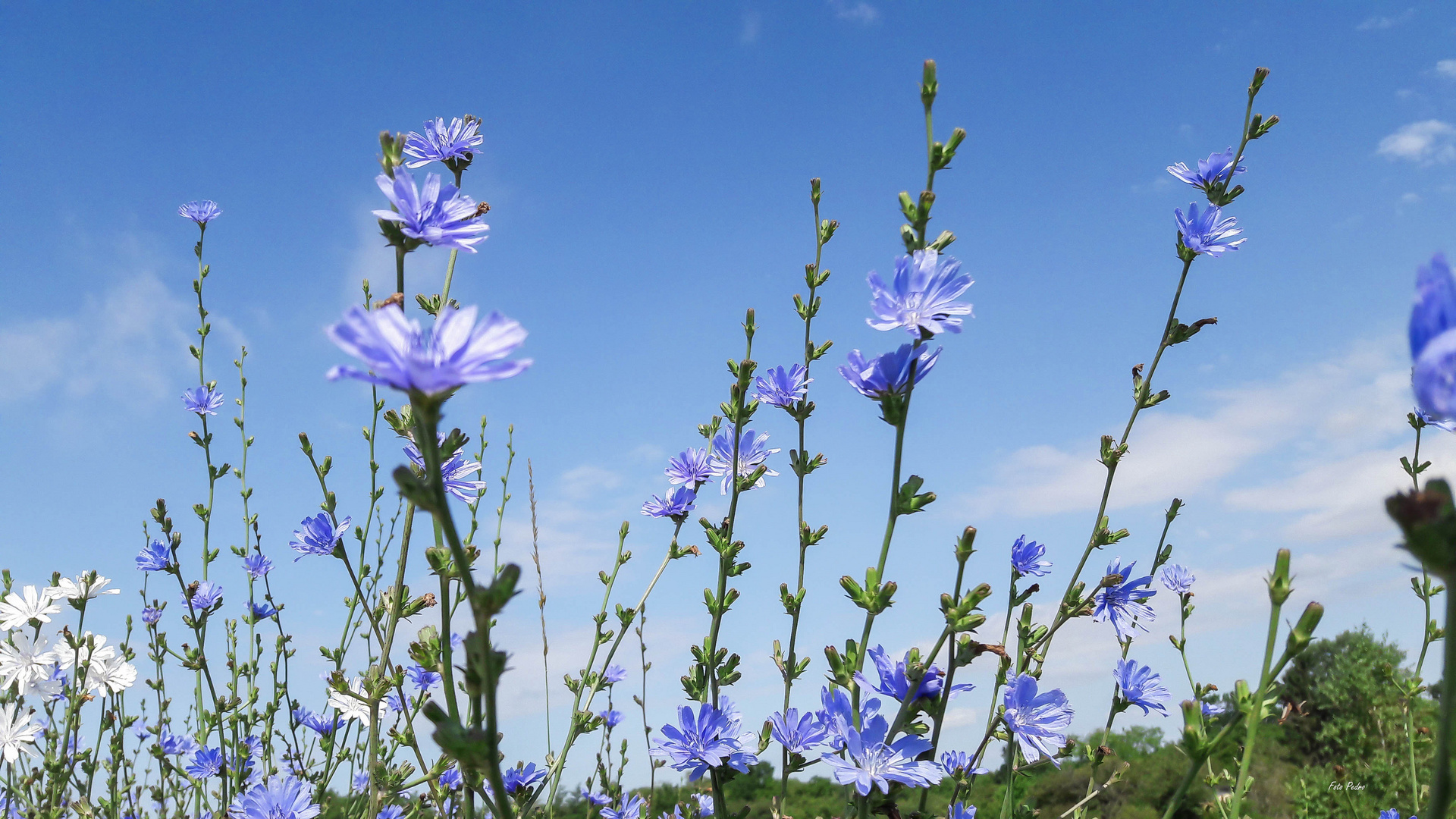 Cichorium intybus