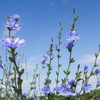 Cichorium intybus