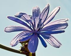 Cichorium intybus