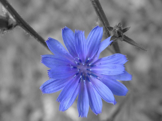 Cichorium intybus (Ex-Kornblume)