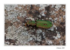 Cicindela...