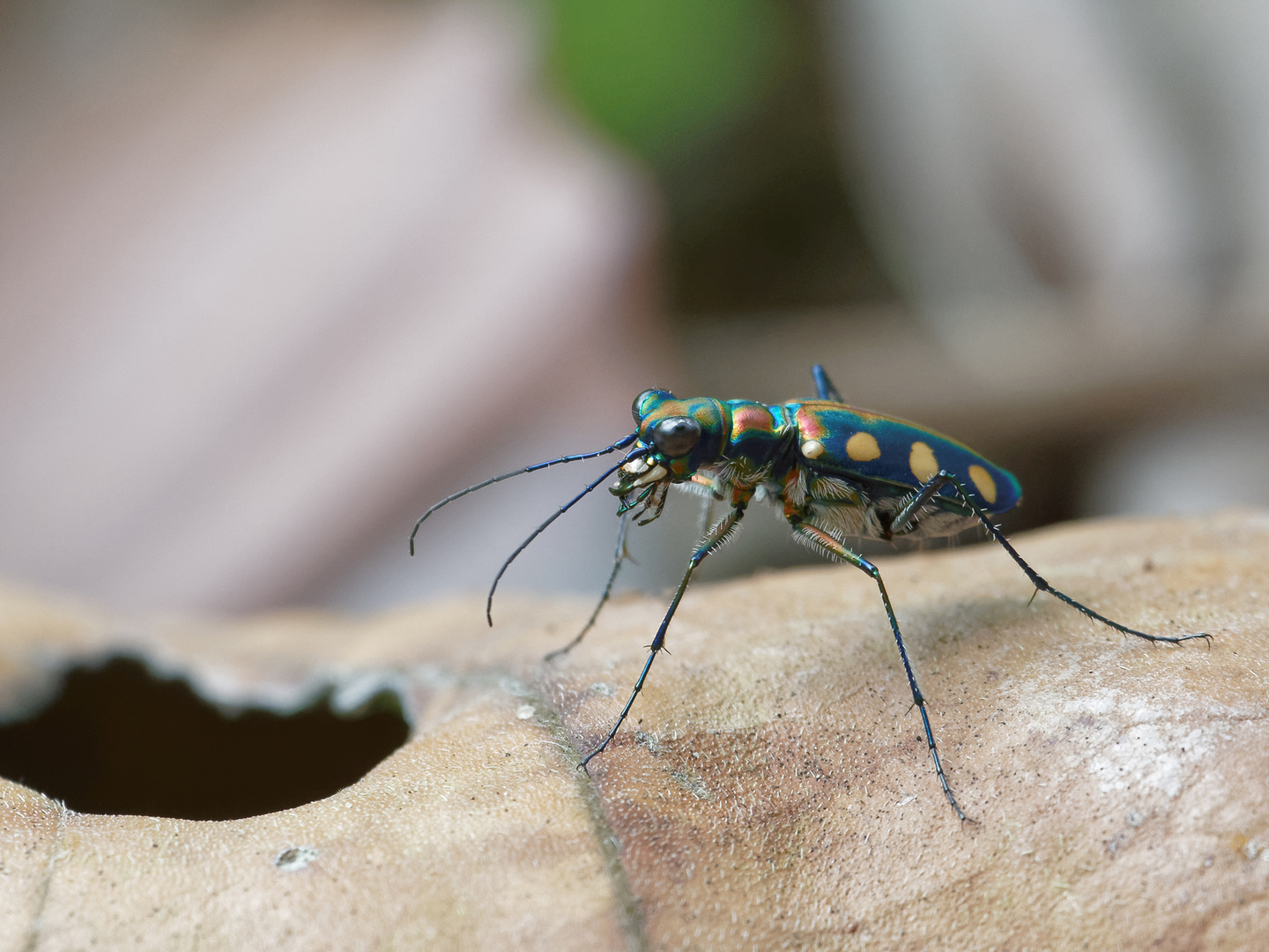 Cicindela aurulenta