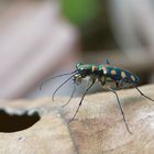 Cicindela aurulenta