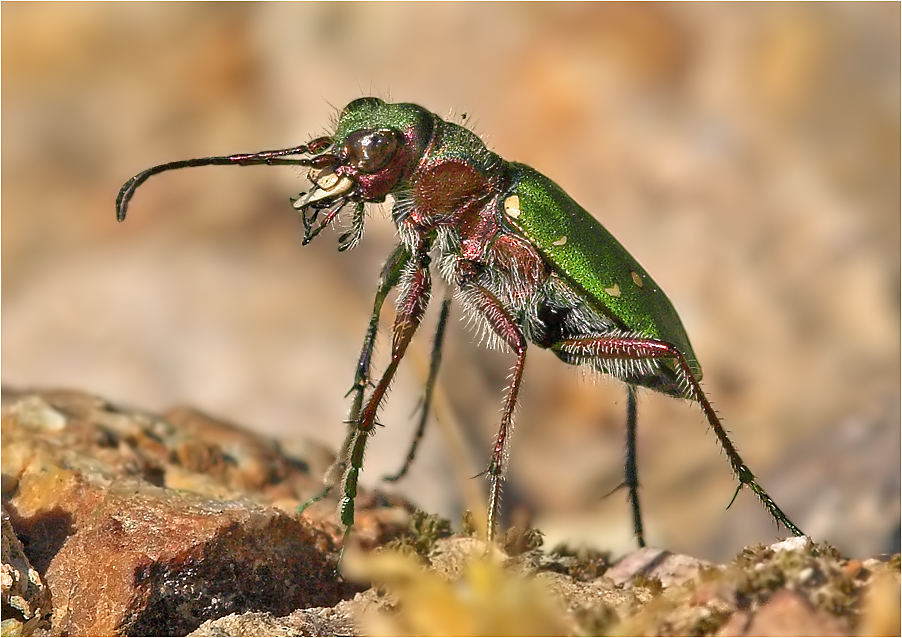 Cicindela campestris