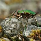 Cicindela campestris