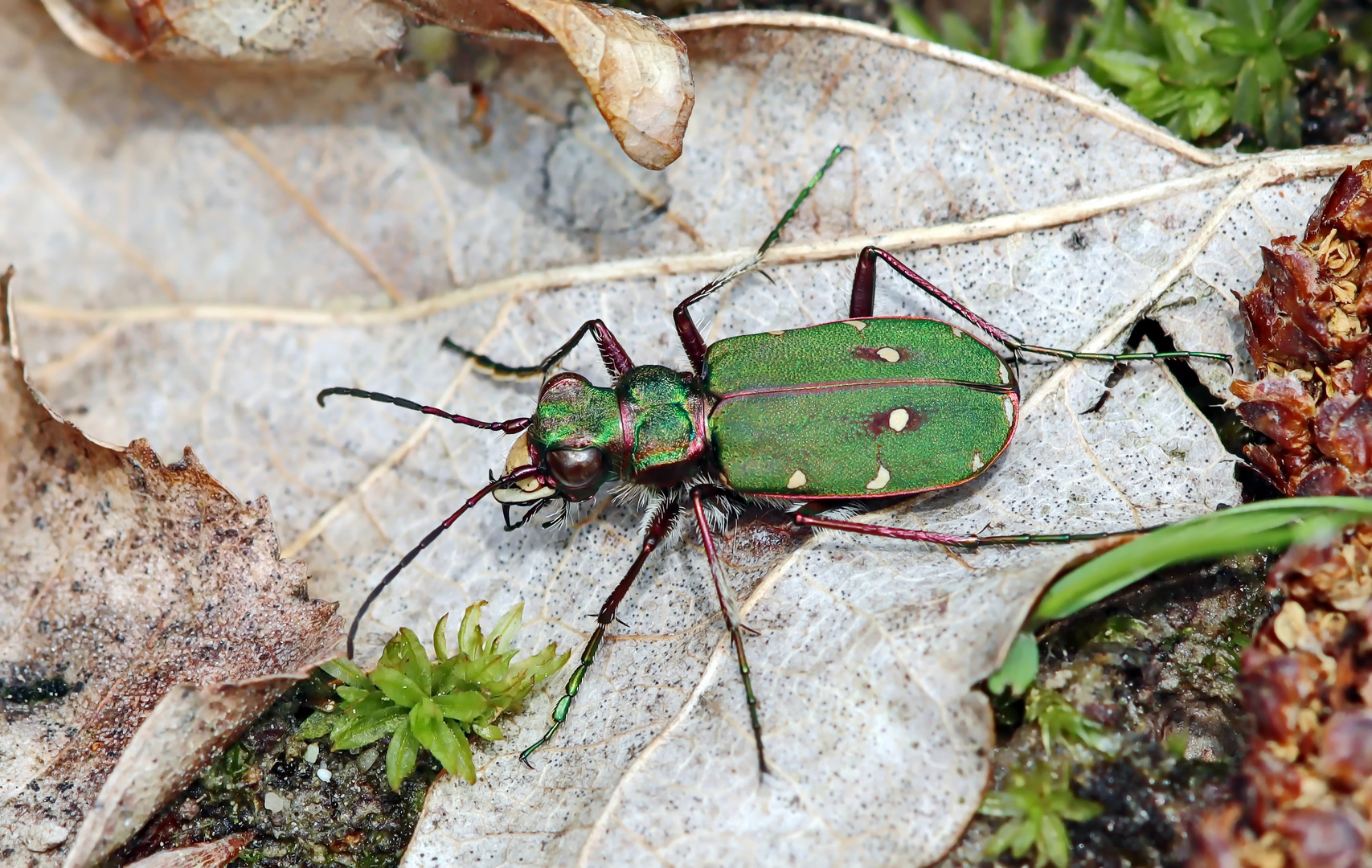 Cicindela campestris