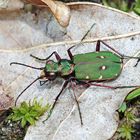 Cicindela campestris