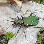 Cicindela campestris