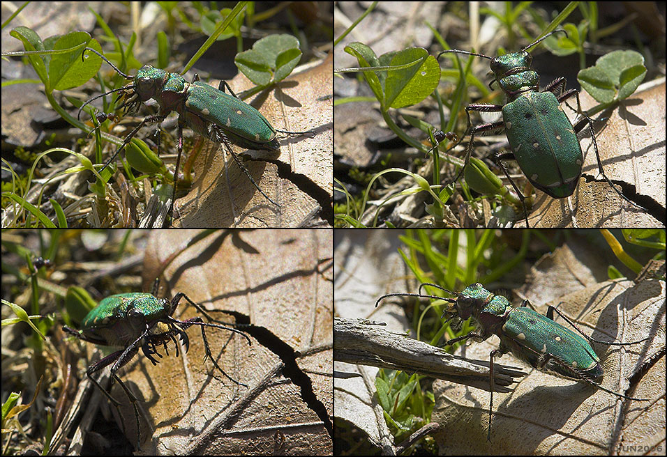 Cicindela campestris