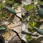 Cicindela campestris