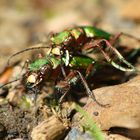 Cicindela campestris