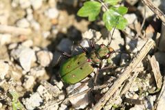 cicindela-campestris