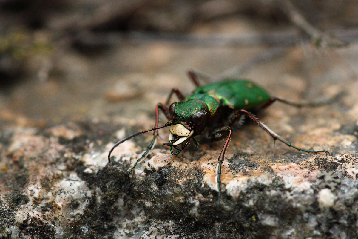 Cicindela campestris (Feld-Sandlaufkäfer)