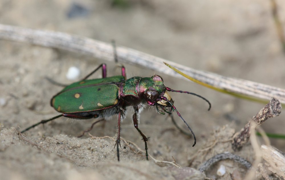 Cicindela campestris - Feld-Sandlaufkäfer