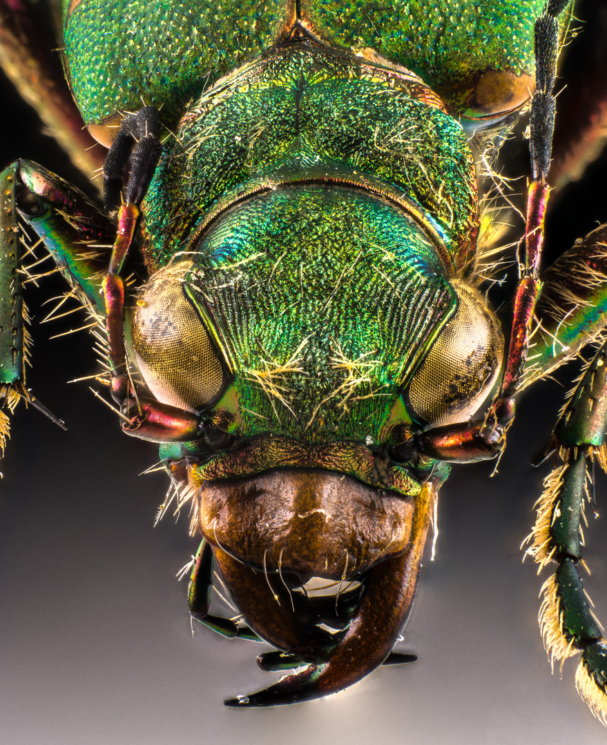 Cicindela campestris Portrait