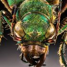 Cicindela campestris Portrait