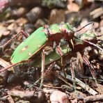 Cicindela campestris von der Seite