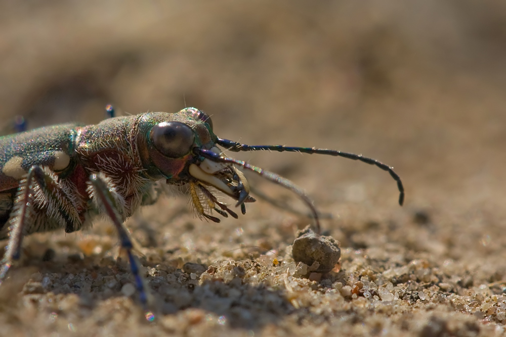 Cicindela hybrida