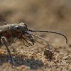 Cicindela hybrida