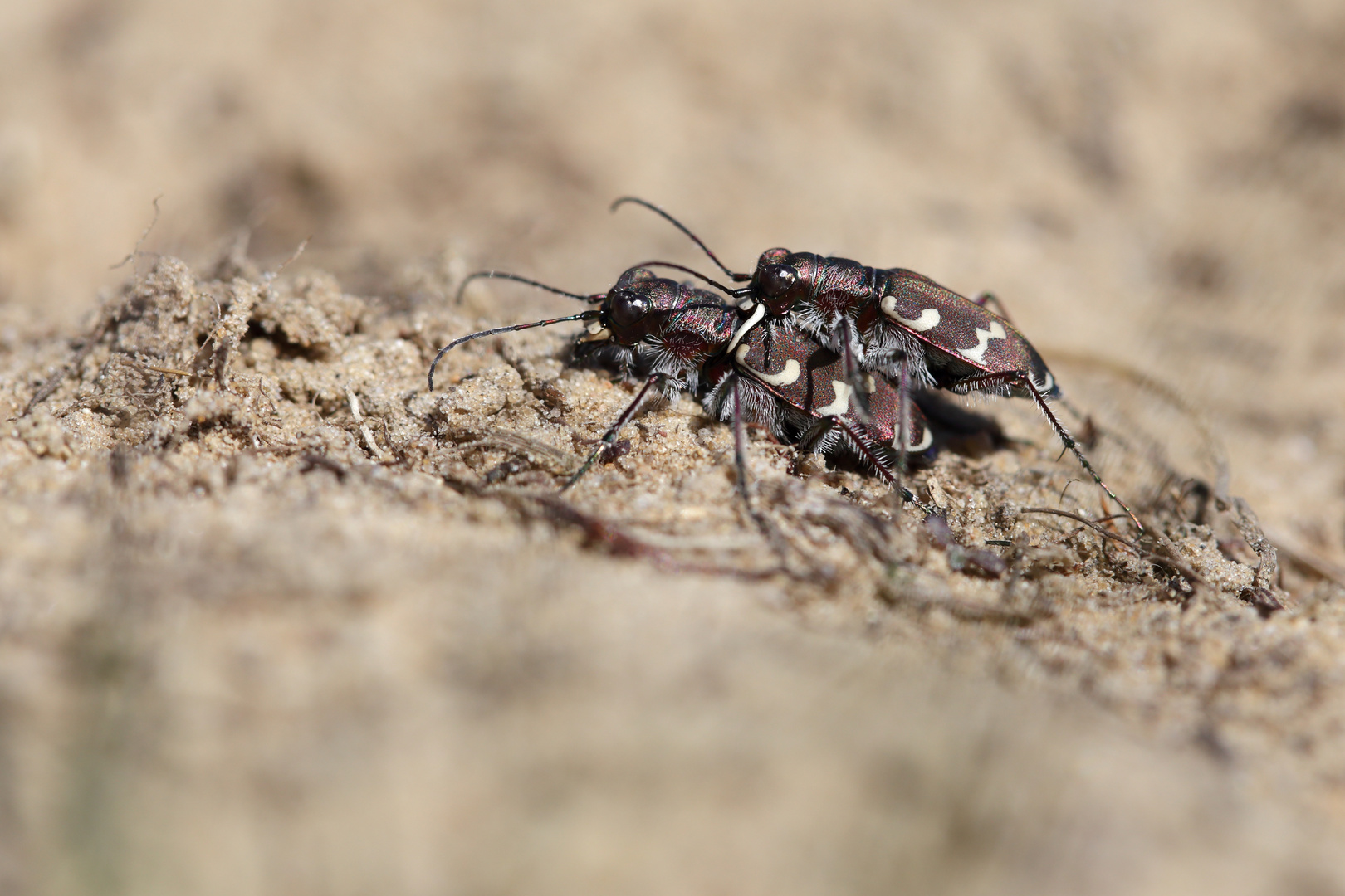 Cicindela hybrida 