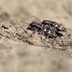 Cicindela hybrida 