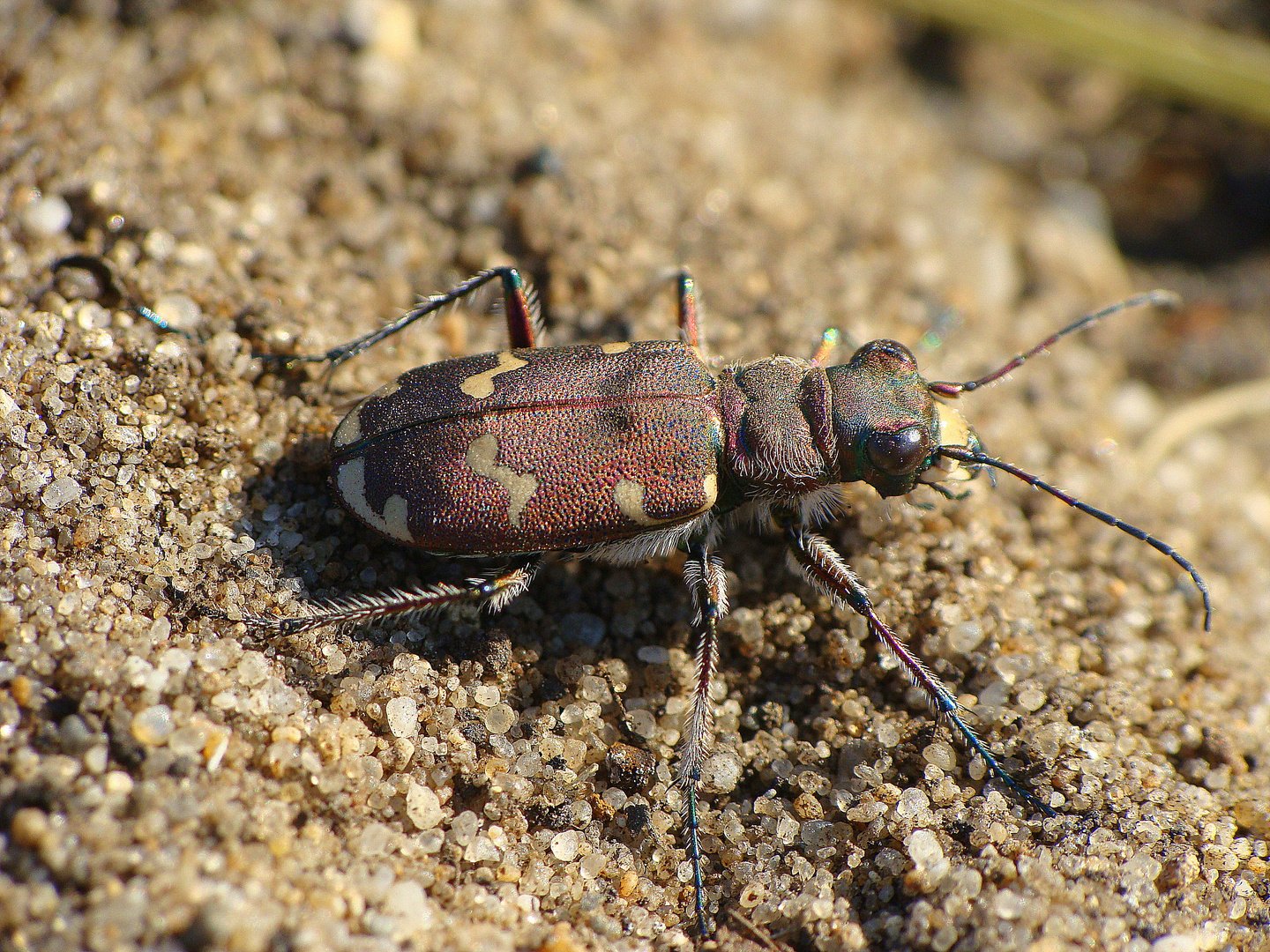 Cicindela hybrida