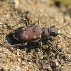 Cicindela hybrida