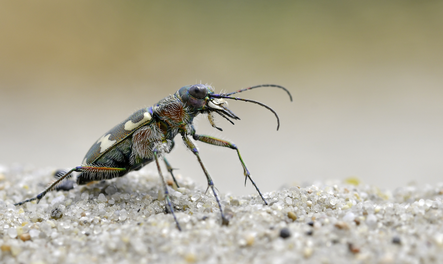 Cicindela hybrida...