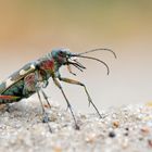 Cicindela hybrida...