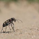 Cicindela hybrida - Dünen-Sandlaufkäfer