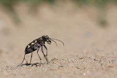 Cicindela hybrida - Dünen-Sandlaufkäfer