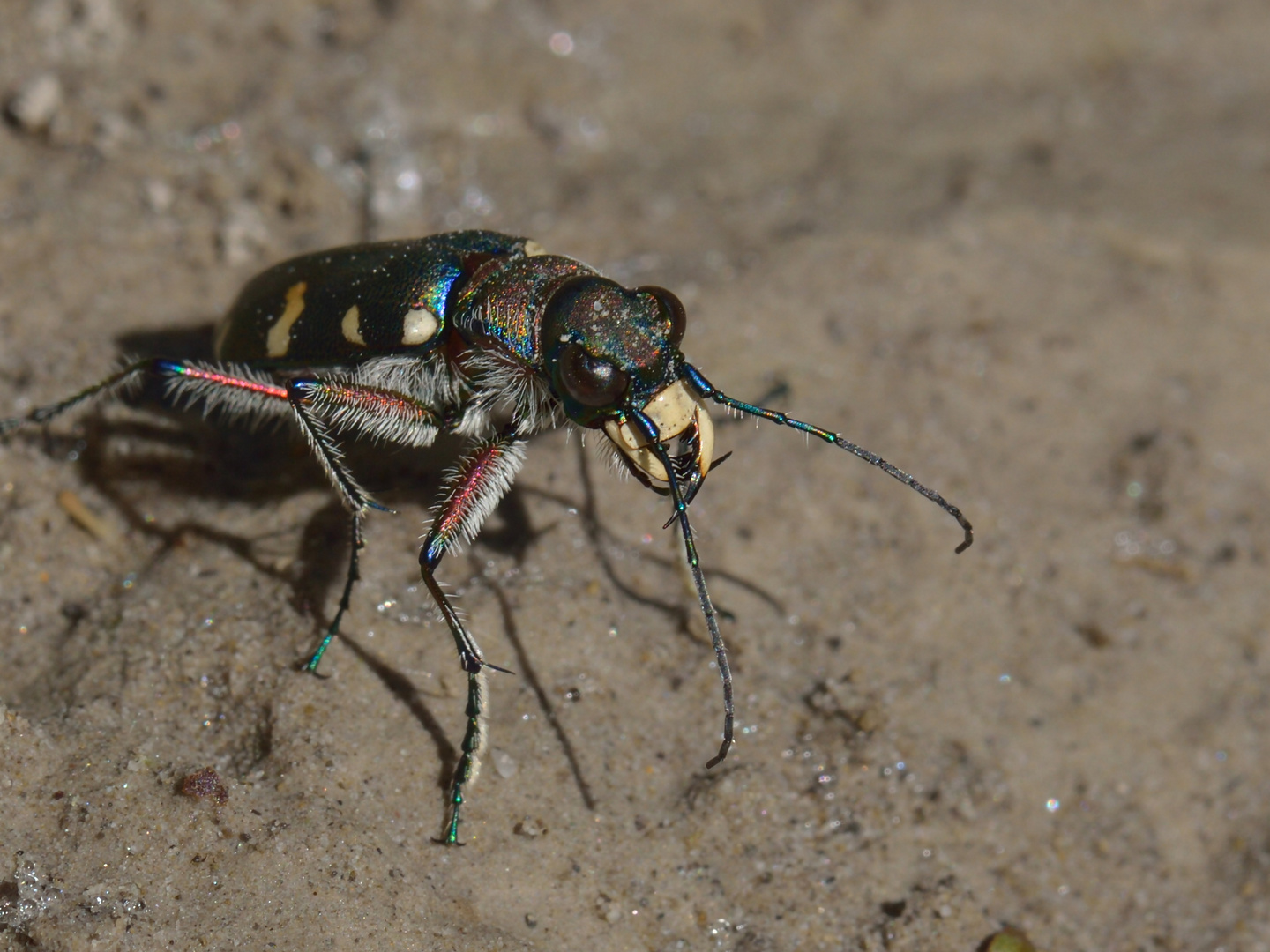 Cicindela hybrida, Kupferbrauner Sandlaufkäfer